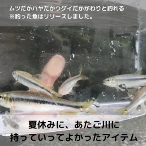 釣れた魚はキャッチ＆リリース