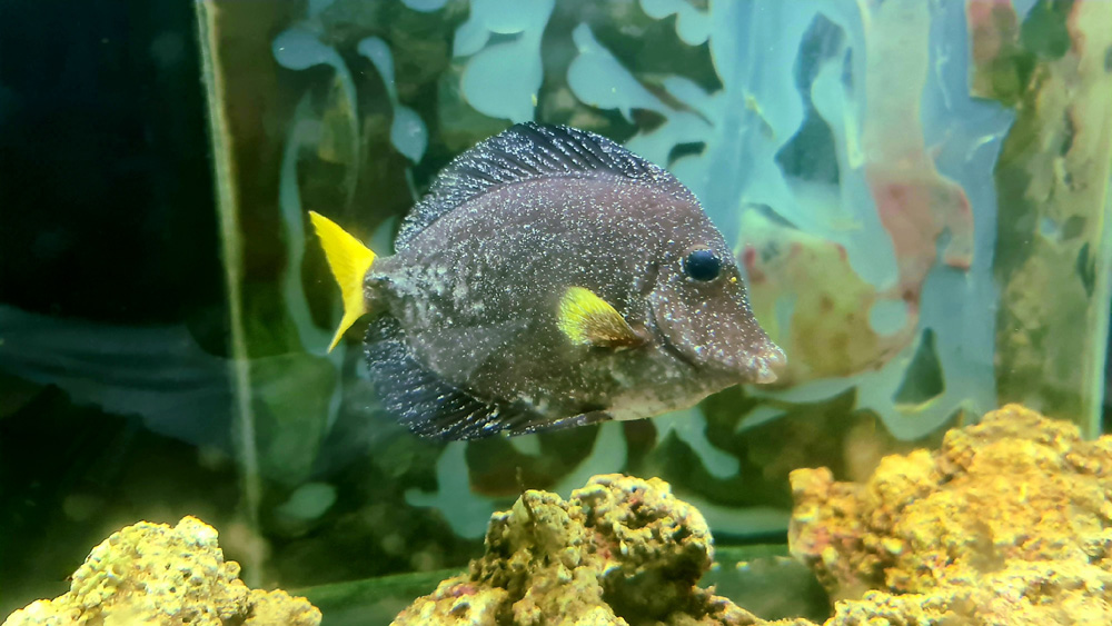 病気の海水魚