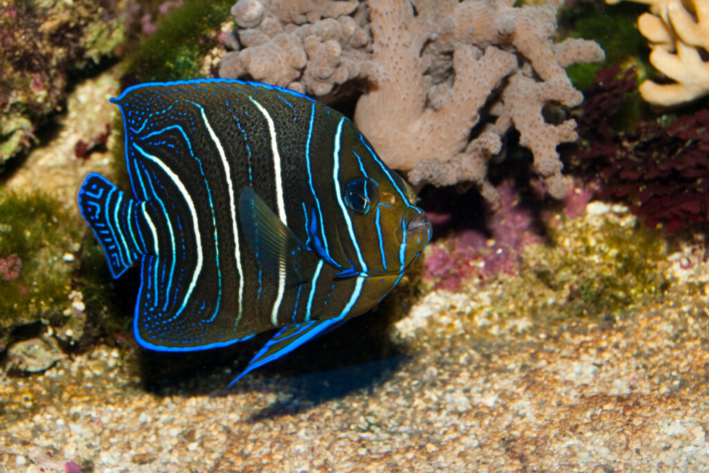 海水魚:サザナミヤッコ