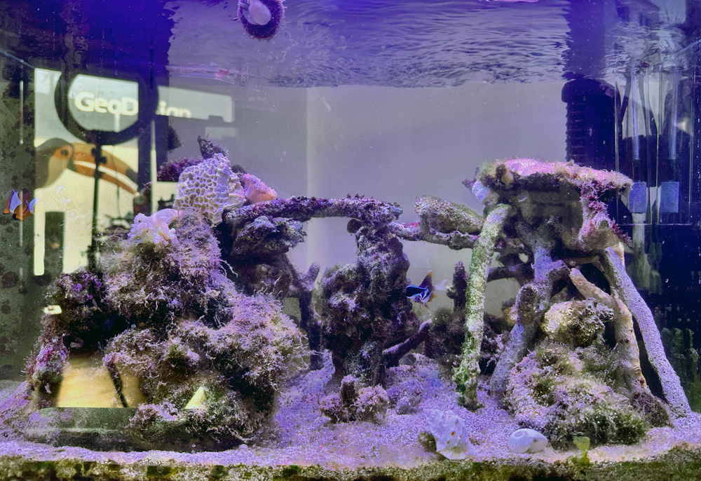 ジオデザインの海水魚水槽