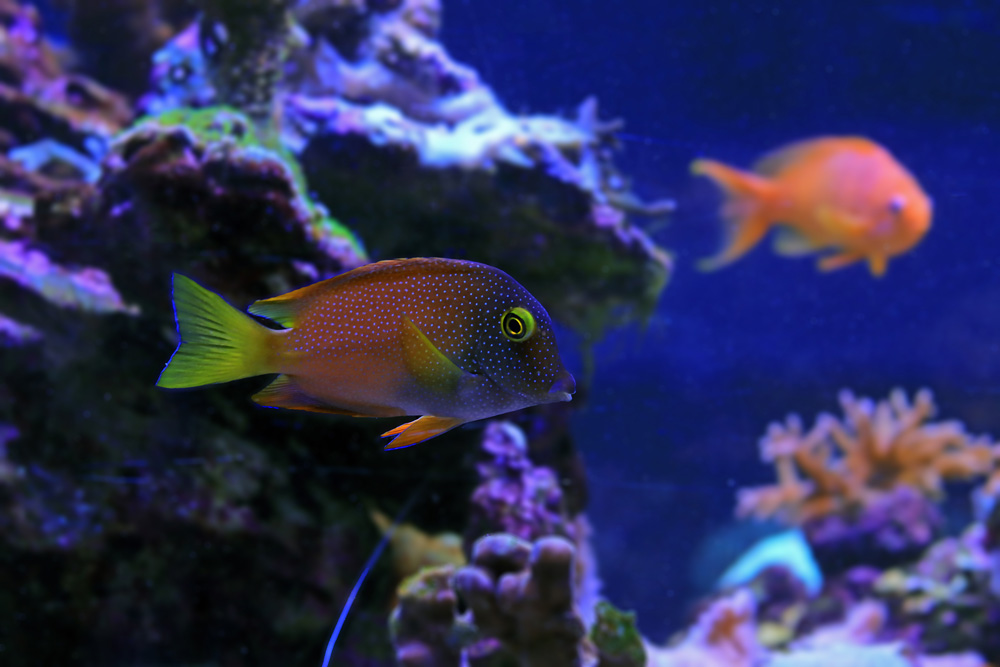 海水魚選びにAiを活用